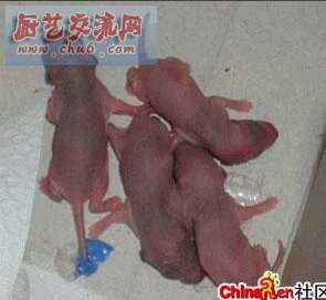 三吱儿：刚出生的小老鼠（活的）一盘，调料一盘。食用者用筷子夹住活老鼠，老鼠会“吱儿“的叫一声，（这 .